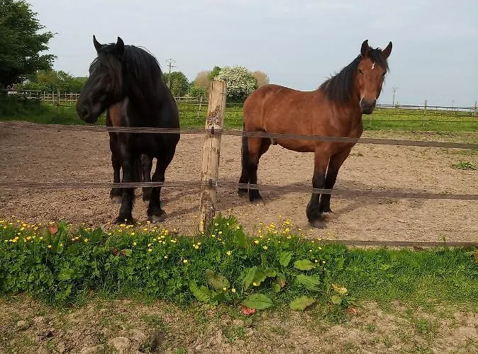 Veritable Roulotte Hippomobile 